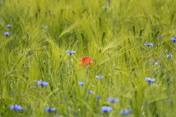 Mohn und Kornblume