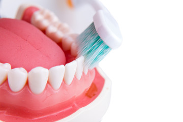 Fototapeta na wymiar Demonstration on soft and slim tapered bristle toothbrush brushing teeth