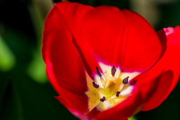 Fototapeta na wymiar Red Tulip flower