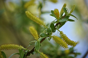 unusual tree with yellow flowers