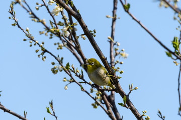 Naklejka premium メジロとスモモ
