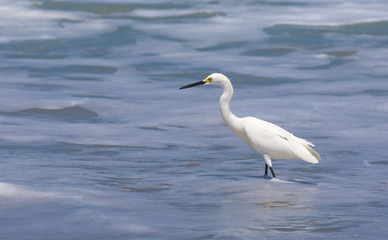 Snowy Egret foraging in surf on Florida Treasure Coast