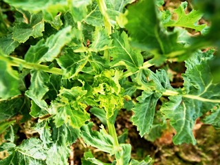Upper detail of young oilseed rape in field. Fresh green colors of flowers. Oilseed rapeseed