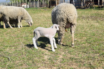  Sheep and lambs on pasture