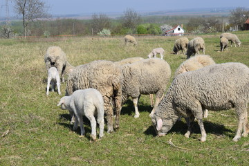 Obraz na płótnie Canvas Sheep and lambs on pasture