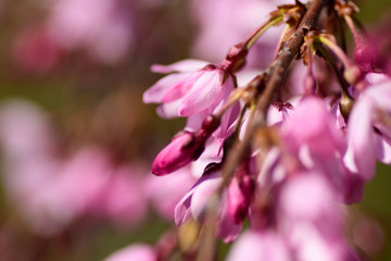 枝垂桜　つぼみ