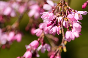 枝垂桜　つぼみ
