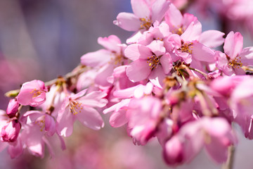 Fototapeta premium 枝垂桜