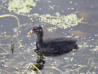 Common Gallinule chick