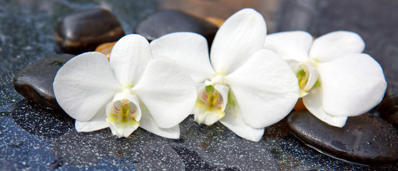 Obraz na płótnie Canvas Three orchid flowers and stones.