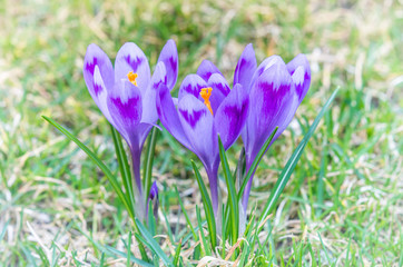 Purple flower in nature. Beautiful crocus flowers during spring.