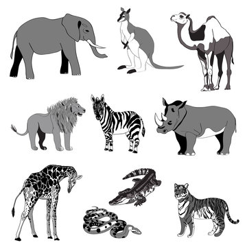 Vector illustration, the image of animals, animals. Black and white and gray line, spot. Elephant, kangaroo, camel, lion, zebra, rhinoceros, giraffe, snake, crocodile and tiger