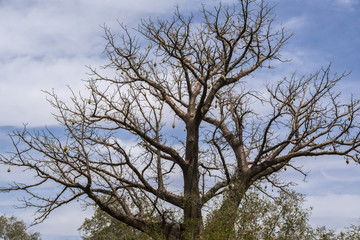 Baobab Tree, National Park W, Niger