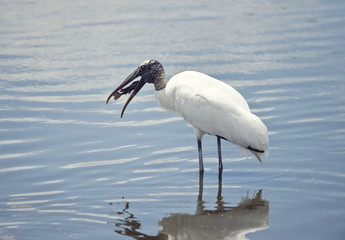 Wood Stork with a fish in its beak