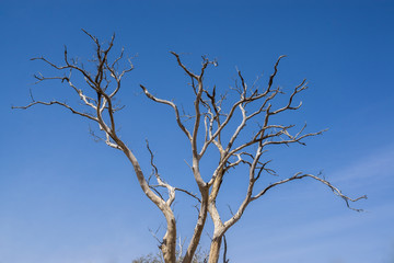 Abstract dead tree, Parc National du W, Niger