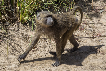 Baboons, National Park W, Niger 