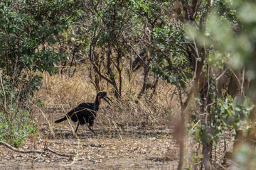 Southern Ground-Hornbill, National Park W, Niger, West Africa