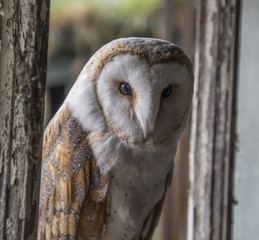 birds of prey