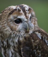 birds of prey