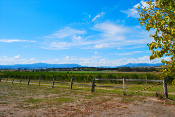 Fototapeta na wymiar Winery vineyard at Yarra Valley next to Melbourne in Victoria, Australia.
