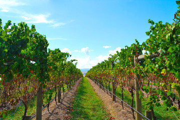 Fototapeta na wymiar Winery vineyard at Yarra Valley next to Melbourne in Victoria, Australia.