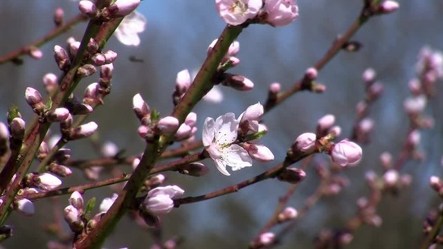 Triebe und Bl&uuml;ten an den &Auml;sten eines Pfirsichbaumes