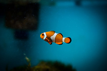 Fototapeta na wymiar Clown fish in the aquarium