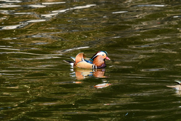 オシドリの群れ