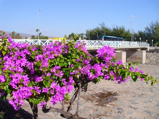 Blütenrausch vor Brücke