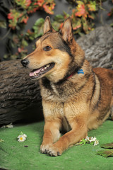 Beautiful brown crossbreed dog Husky and Shepherd.