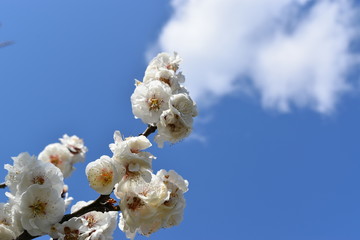 青空と梅の花