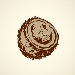 Coconut. Vector drawing