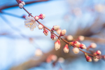 Blossoming of fruit tree during spring. View close-up of branch with white flowers and buds in bright colors. Selective Focus and blur background.