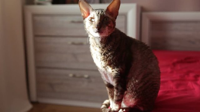 The cornish rex cat on the bed in the morning, yawns and washes