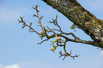 Apfelbaum Blüten