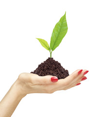 woman's hand holding a plant growing out of the ground