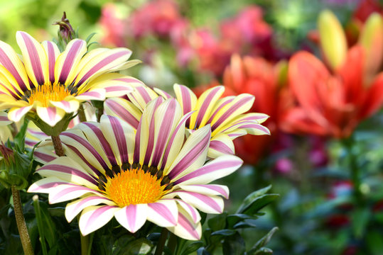 Blumen 770