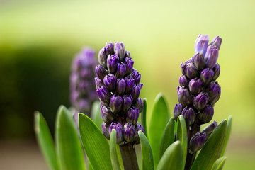 Fototapeta premium Gartenblumen Hyazinthen im Frühling