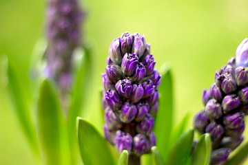 Fototapeta premium Frühlingsblumen im Garten