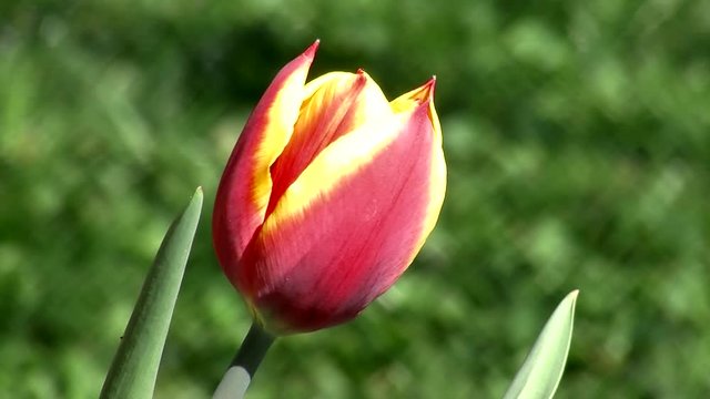 Eine rotgelbe Tulpenbl&uuml;te bewegt sich im Wind (Nahaufnahme)