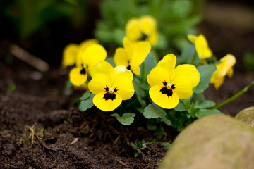 Gelbe Stiefmütterchen im Garten