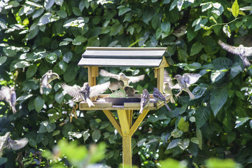 birdhouse with sparrows in a garden
