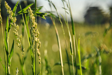 A background with selected focus, a field with green grass and some spikes, Kyiv, Ukraine.