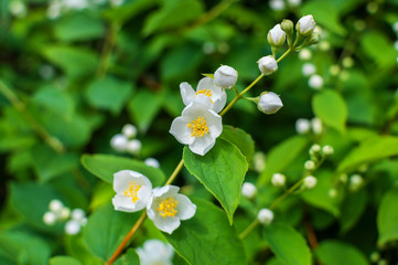 Close-up photo of Jasmine flowers blooming in garden at spring.
