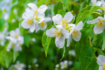 Close-up photo of Jasmine flowers blooming in garden at spring.