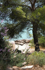 Seashore with pine tree