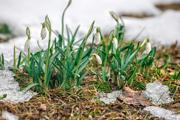 blooming snowdrops in the spring