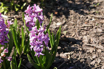 Purple hyacinth or hyacinthus orientalis flowers on ground