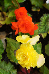 Yellow and red begonia flower in garden