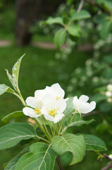 Obraz na płótnie Canvas Blossoming white apple tree branch